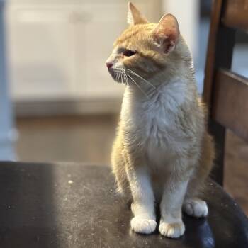 Rescue Domestic Short Hair Cats for Adoption in Bentonville, Arkansas - Ming Ming | PetCurious