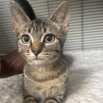Demo -  Domestic Short Hair Cat for Adoption in Dallas, Texas - Demo | PetCurious