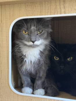 Linda -  Domestic Long Hair Cat for Adoption in Ontario, California - Linda | PetCurious