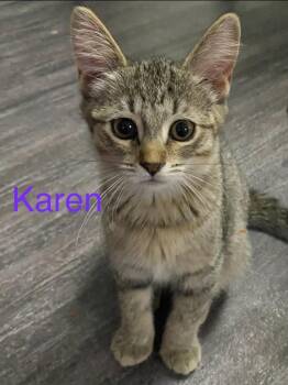 Karen -  Domestic Short Hair Cat for Adoption in Sprakers, New York - Karen | PetCurious