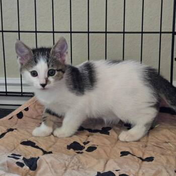 Domestic Short Hair Cats Available for Adoption in Austin, Texas - Riddler 4 | PetCurious