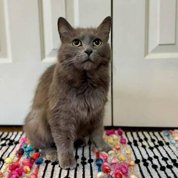 Domestic Medium Hair Cats Available for Adoption - Bowie | PetCurious
