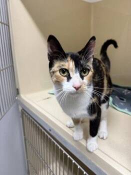 Tweak -  Domestic Short Hair Cat for Adoption in Pequot Lakes, Minnesota - Tweak | PetCurious