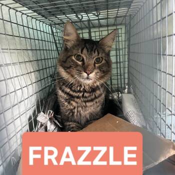 0826-98 Frazzle -  Domestic Short Hair Cat for Adoption in Abingdon, Maryland - 0826-98 Frazzle | PetCurious