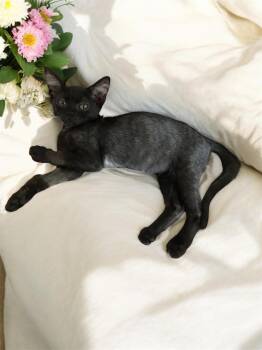 Rescue Domestic Short Hair Cats for Adoption in Tulsa, Oklahoma - Bug | PetCurious