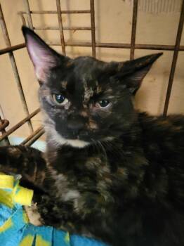 Rescue Domestic Short Hair Cats for Adoption in Jacksonville, Florida - Daphne =^.^= | PetCurious