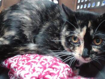 CHAPPUCHINA -  Domestic Short Hair Cat for Adoption in Omaha, Nebraska - CHAPPUCHINA | PetCurious