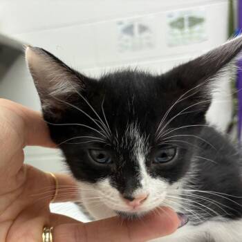 Gladiator -  Domestic Short Hair Cat for Adoption in Corpus Christi, Texas - Gladiator | PetCurious