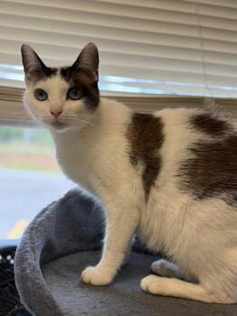 Domestic Short Hair Cats Available for Adoption in Elberton, Georgia - Eco 12057 | PetCurious