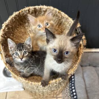 Bandit -  Tabby and Domestic Short Hair Cat for Adoption - Bandit | PetCurious