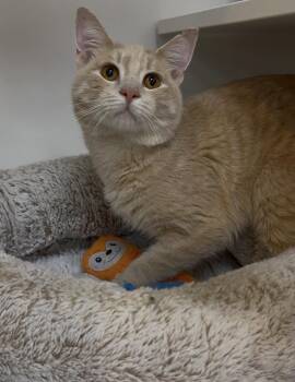 Squeak -  Tabby Cat for Adoption in Cuyahoga Falls, Ohio - Squeak | PetCurious