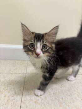 Kewpie -  Domestic Long Hair Cat for Adoption in Fall River, Massachusetts - Kewpie | PetCurious