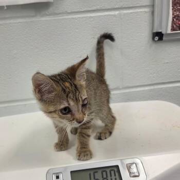 Demyx -  Domestic Short Hair Cat for Adoption in Chattanooga, Tennessee - Demyx | PetCurious