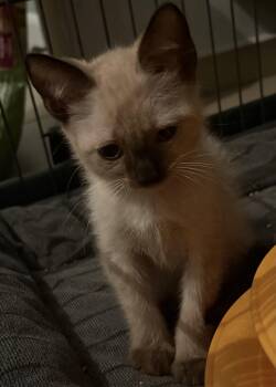 Ta-Miut -  Domestic Short Hair Cat for Adoption in Aibonito, Aibonito - Ta-Miut | PetCurious