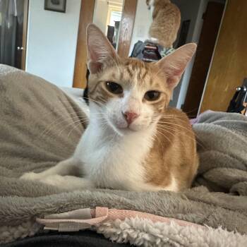 Roger -  Domestic Short Hair Cat for Adoption in Corpus Christi, Texas - Roger | PetCurious