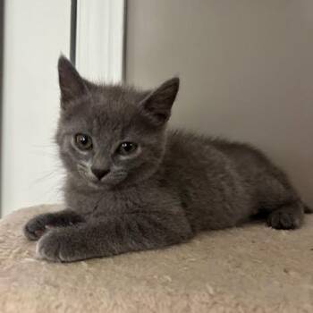 Fog -  Domestic Short Hair Cat for Adoption in South Elgin, Illinois - Fog | PetCurious