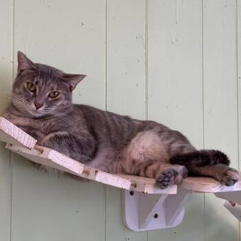 Rescue Domestic Short Hair Cats for Adoption in Mt. Juliet, Tennessee - Cream Puff | PetCurious