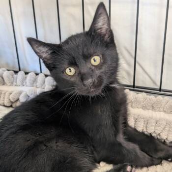 Rescue Domestic Short Hair Cats for Adoption in Sonoma, California - Scrappy | PetCurious