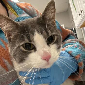 Domestic Short Hair Cats Available for Adoption - Sir Meowzer | PetCurious