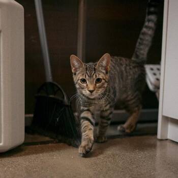 Mojo Jojo -  Domestic Short Hair Cat for Adoption in Vallejo, California - Mojo Jojo | PetCurious