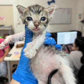 Apollo A4 -  Domestic Short Hair Cat for Adoption in Edinburg, Texas - Apollo A4 | PetCurious