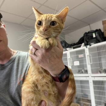 Grilled Ham Sandwich -  Tabby and Domestic Short Hair Cat for Adoption in Columbia, South Carolina - Grilled Ham Sandwich | PetCurious