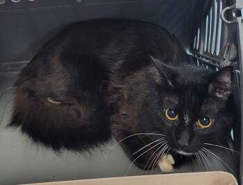 Rescue Domestic Short Hair Cats for Adoption in Lawrenceville, Georgia - If 2 Fred | PetCurious