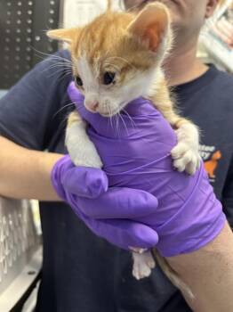 Domestic Short Hair Cats Available for Adoption in Palmetto, Florida - RALEIGH | PetCurious