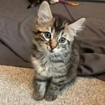 Inky Meding -  Domestic Medium Hair Cat for Adoption in Morrison, Colorado - Inky Meding | PetCurious
