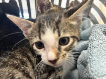 A383548 -  Domestic Short Hair Cat for Adoption in Ocala, Florida - A383548 | PetCurious