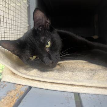 Rescue Domestic Short Hair Cats for Adoption in Media, Pennsylvania - Fi | PetCurious