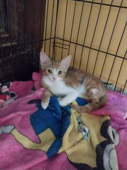 Jazzy -  Domestic Short Hair Cat for Adoption in Mississauga, Ontario - Jazzy | PetCurious