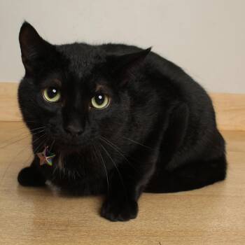 Prowler C70088 -  Domestic Short Hair Cat for Adoption in Minnetonka, Minnesota - Prowler C70088 | PetCurious