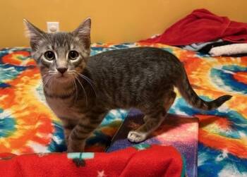 Rescue Domestic Short Hair Cats for Adoption in Ames, Iowa - EZRIC | PetCurious