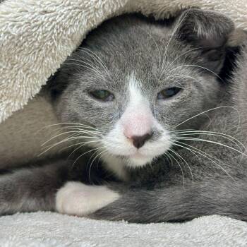 Cat Damon -  Domestic Short Hair Cat for Adoption in Matteson, Illinois - Cat Damon | PetCurious