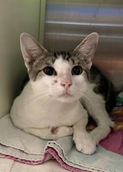 Yancy 64722 -  Domestic Short Hair Cat for Adoption in Aiken, South Carolina - Yancy 64722 | PetCurious
