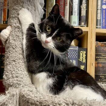 Domestic Short Hair Cats Available for Adoption - April | PetCurious