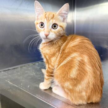 Sunny -  American Shorthair Cat for Adoption in Palm Springs, California - Sunny | PetCurious