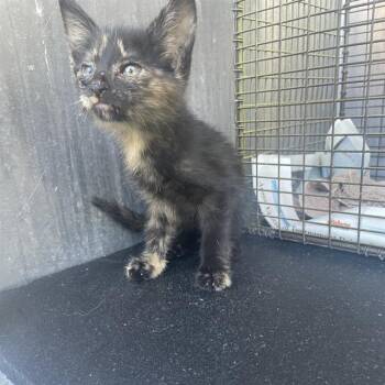 Domestic Short Hair Cats Available for Adoption in San Antonio, Texas - LYLA | PetCurious