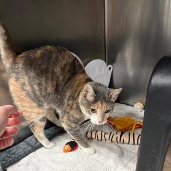 Happy -  Domestic Short Hair Cat for Adoption in Spokane, Washington - Happy | PetCurious