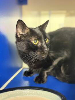 Rescue Domestic Short Hair Cats for Adoption in Sunrise, Florida - Carlos | PetCurious
