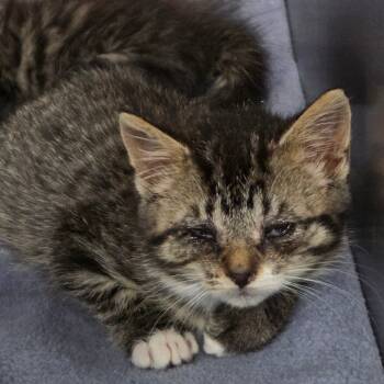 Rescue Domestic Short Hair Cats for Adoption in Oneonta, New York - Noodle | PetCurious