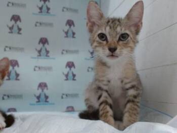 KYLE -  Domestic Short Hair Cat for Adoption in Orlando, Florida - KYLE | PetCurious