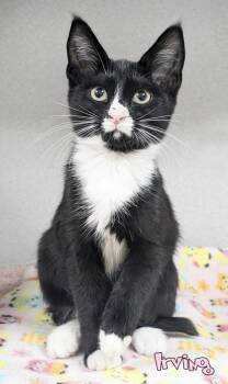 Irving -  Domestic Short Hair Cat for Adoption in Mason, Michigan - Irving | PetCurious