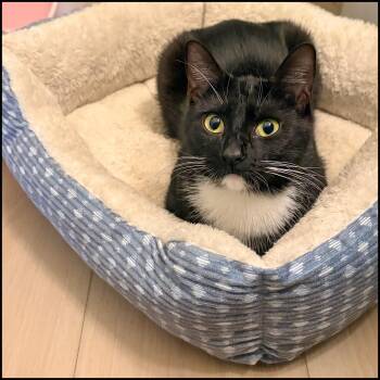 Domestic Short Hair and Tuxedo Cats Available for Adoption in Roswell, Georgia - Sylvia | PetCurious
