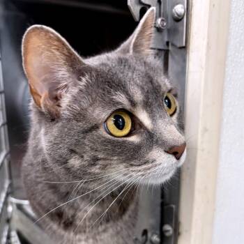 Pearly Pearl -  Domestic Short Hair Cat for Adoption in Chicago, Illinois - Pearly Pearl | PetCurious