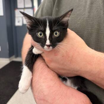 Sequoia -  Domestic Short Hair Cat for Adoption in Bloomington, Illinois - Sequoia | PetCurious