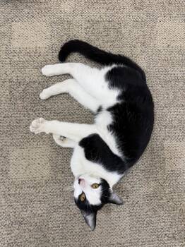Chess (Courtesy Post) -  Domestic Short Hair Cat for Adoption in San Jose, California - Chess (Courtesy Post) | PetCurious