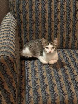 Shoshone Washington -  Domestic Short Hair Cat for Adoption in West Peoria, Illinois - Shoshone Washington | PetCurious