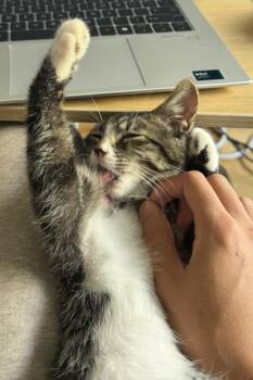 Jasper -  Tabby Cat for Adoption in Silver Spring, Maryland - Jasper | PetCurious